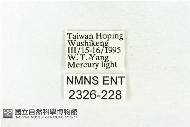 樹形尺蛾藏品圖，第3張