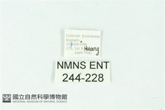 三條橙燈蛾藏品圖，第3張