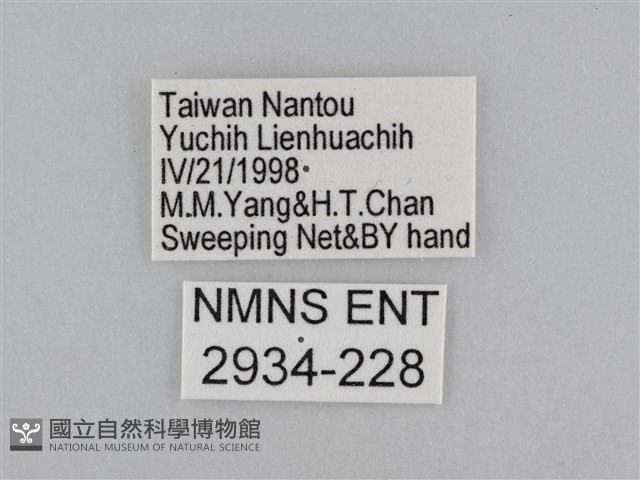 紫帶眉眼蝶藏品圖，第3張