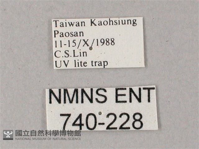 藏斜紋天蛾藏品圖，第3張