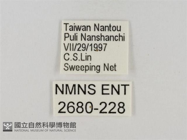 淡褐脈粉蝶藏品圖，第3張