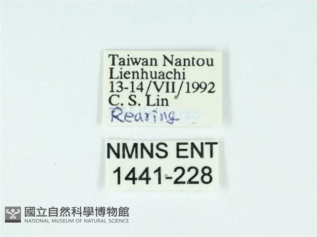 黃肩奇蛾藏品圖，第3張