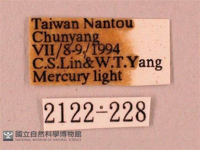 桃紅六點天蛾藏品圖，第3張