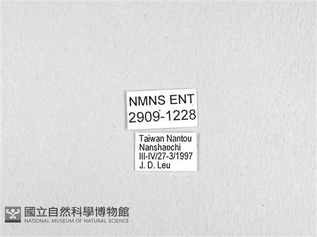 斑鳳蝶藏品圖，第3張