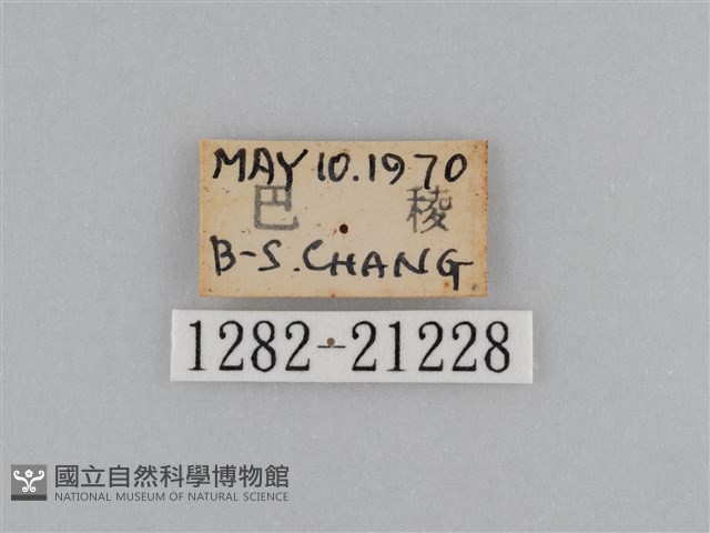 江崎波眼蝶藏品圖，第3張