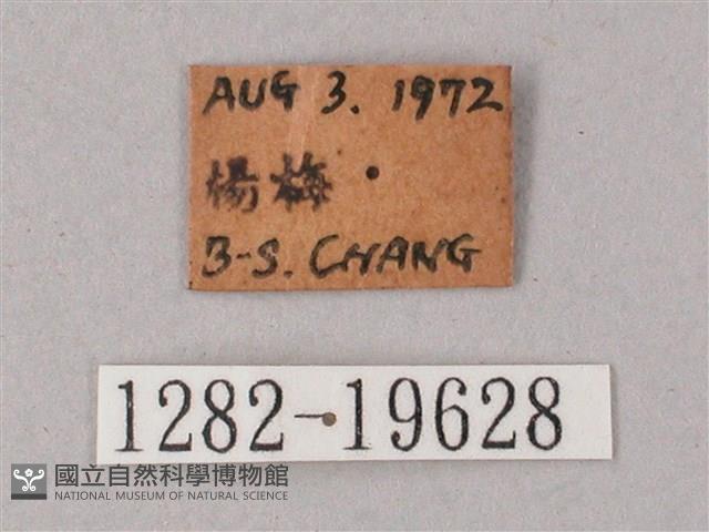 直翅斜紋天蛾藏品圖，第3張