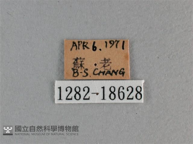 玉帶弄蝶藏品圖，第3張