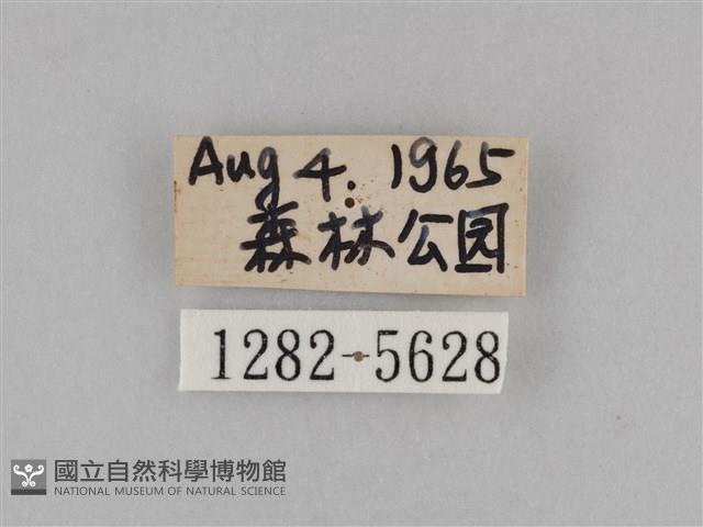 斜紋夜盜蛾藏品圖，第3張