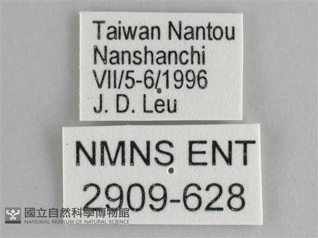 鋸粉蝶藏品圖，第3張