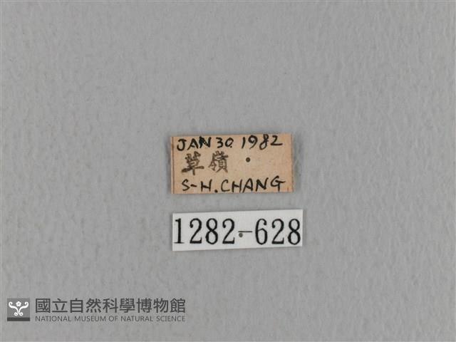 青枯葉蛾藏品圖，第3張