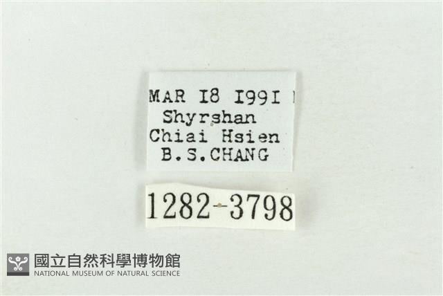 連珠波紋蛾藏品圖，第3張