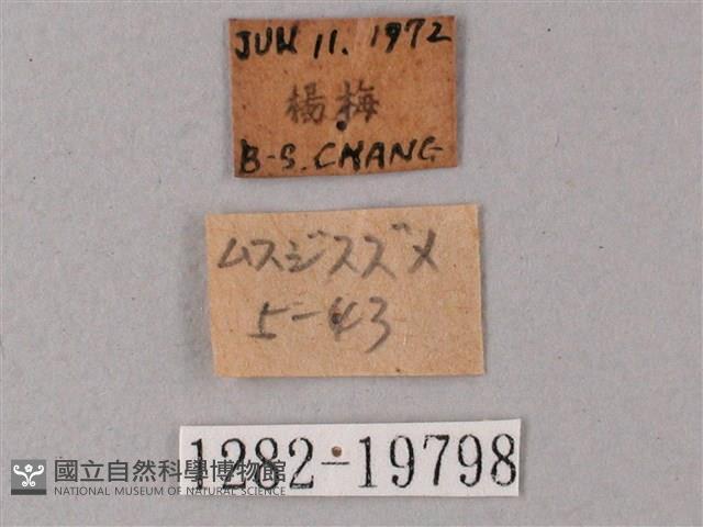 直翅斜紋天蛾藏品圖，第3張