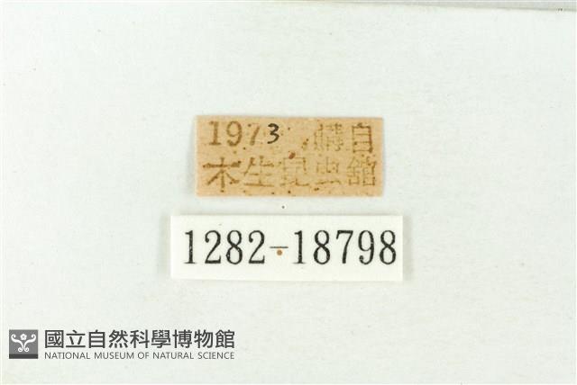 秀洒灰蝶藏品圖，第3張