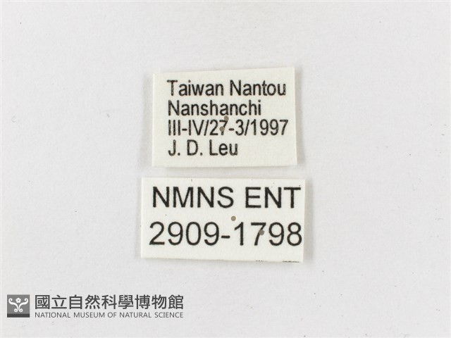 雙尾蛺蝶藏品圖，第3張