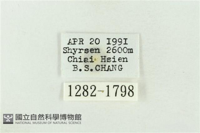 棍棒污燈蛾藏品圖，第3張