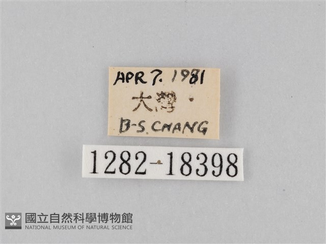 豆環蛺蝶藏品圖，第3張