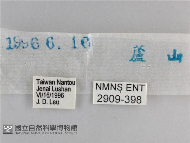 大幽眼蝶藏品圖，第3張