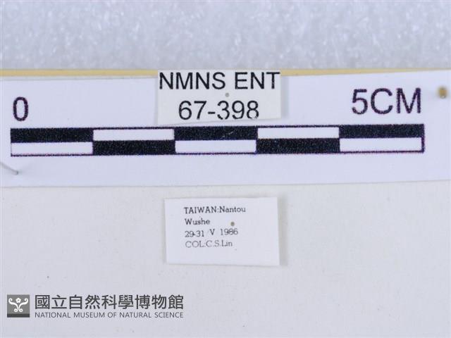 後凸蝶燈蛾藏品圖，第3張