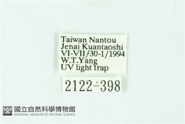 三條橙燈蛾藏品圖，第3張