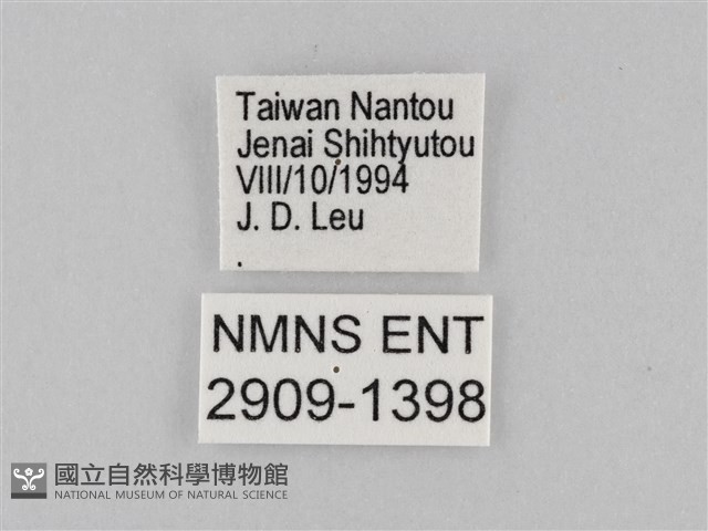 小波眼蝶藏品圖，第3張