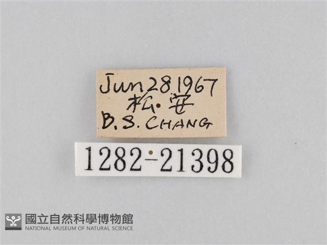 大波眼蝶藏品圖，第3張