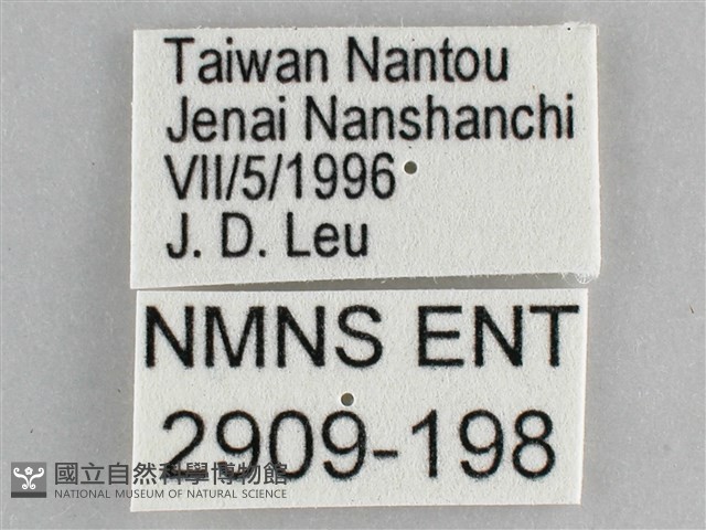 網絲蛺蝶、石牆蝶藏品圖，第3張