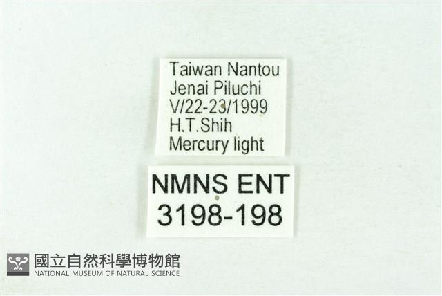 赭新污燈蛾藏品圖，第3張