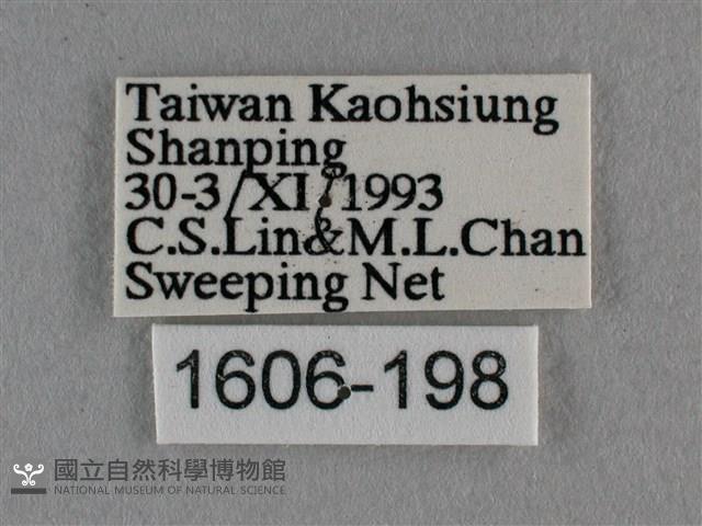 波灰蝶藏品圖，第3張