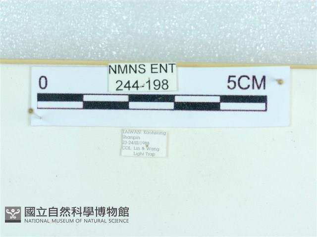 粉蝶燈蛾藏品圖，第3張