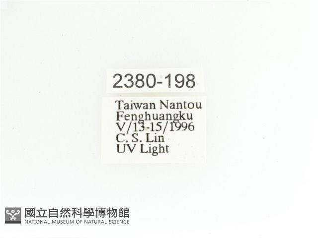 艷金龜藏品圖，第2張