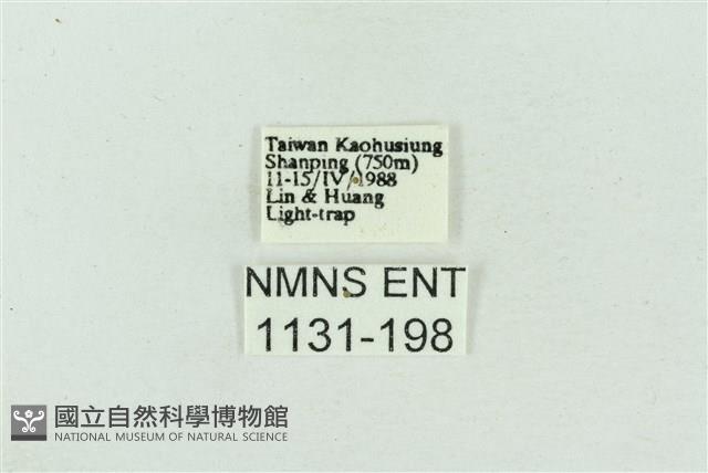 菊池污燈蛾藏品圖，第3張