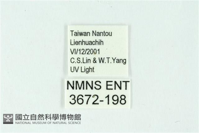 三條橙燈蛾藏品圖，第3張