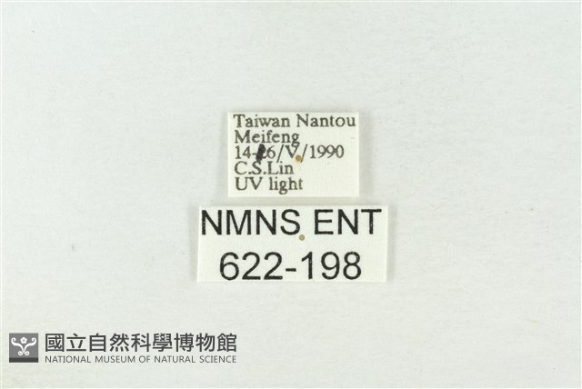 棍棒污燈蛾藏品圖，第3張