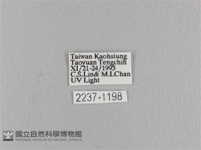 波紋枯葉蛾藏品圖，第3張