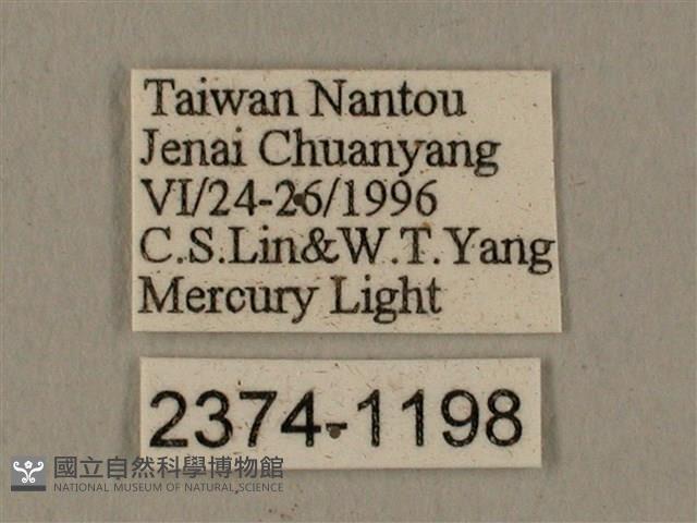 全緣缺角天蛾藏品圖，第3張