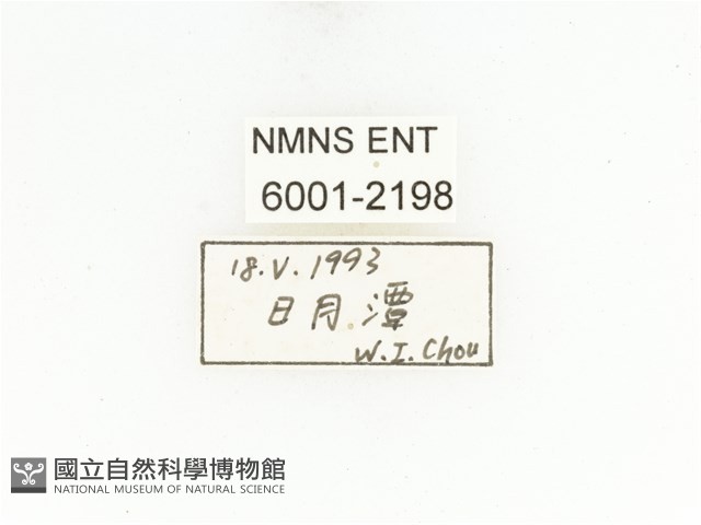 藍艷白點花金龜藏品圖，第2張