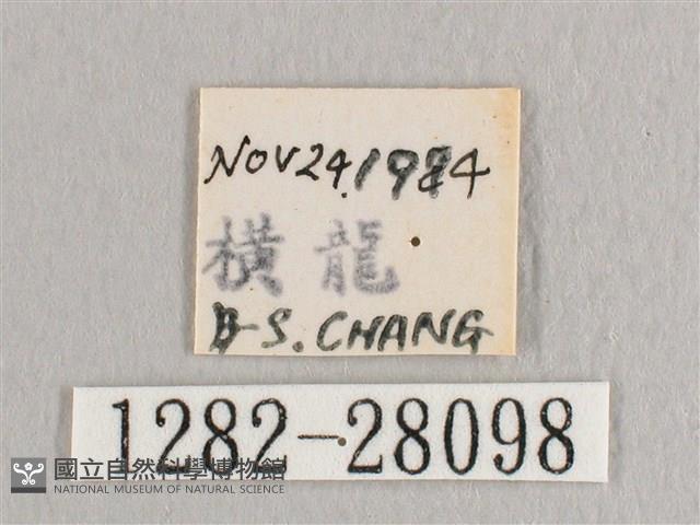 標瑙夜蛾藏品圖，第3張