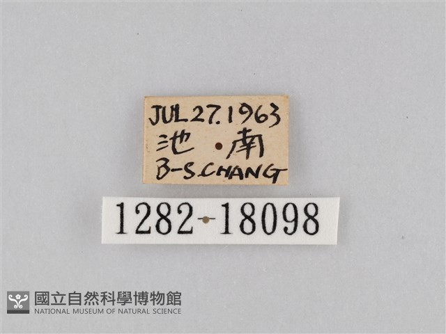 豆環蛺蝶藏品圖，第3張