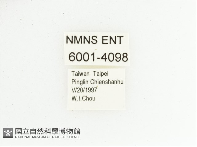 黃肩長腳花金龜藏品圖，第2張