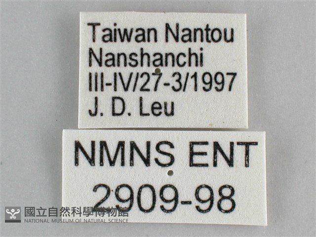 圓翅紫斑蝶藏品圖，第3張