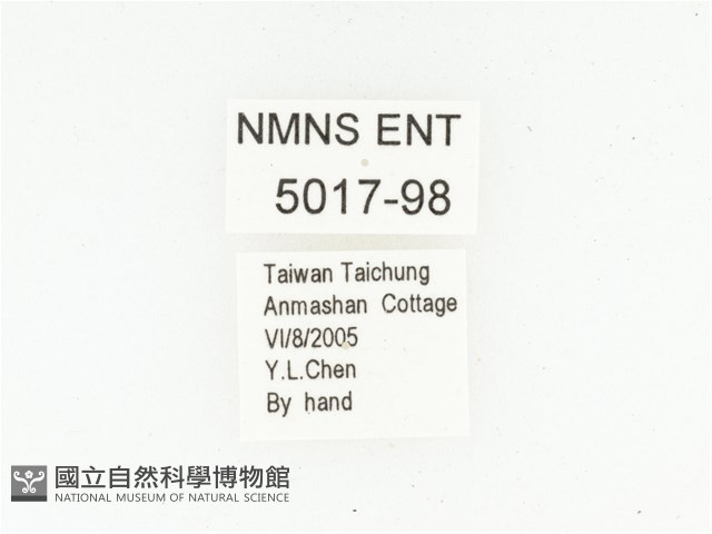 艷邊花金龜藏品圖，第2張