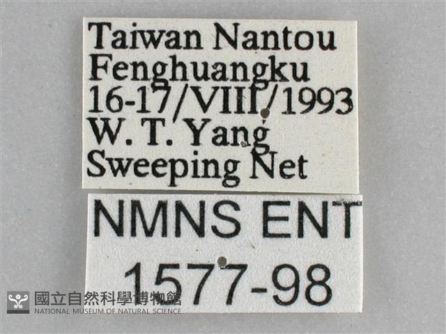 黯眼蛺蝶藏品圖，第3張