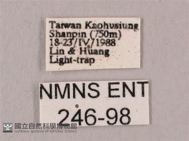 直翅六點天蛾藏品圖，第3張