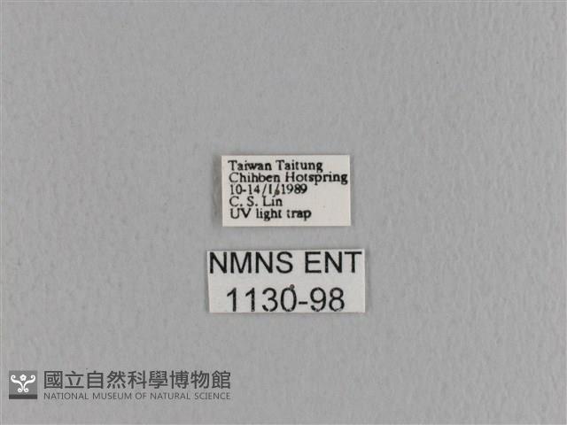 大褐斑枯葉蛾藏品圖，第3張