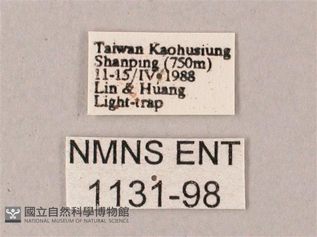 雙斑白肩天蛾藏品圖，第3張