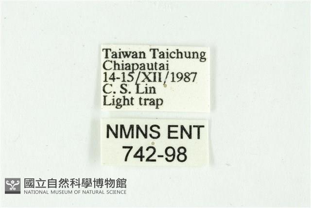 白斑散紋夜蛾藏品圖，第3張