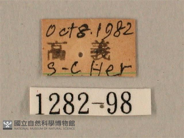 棕綠背線天蛾藏品圖，第3張