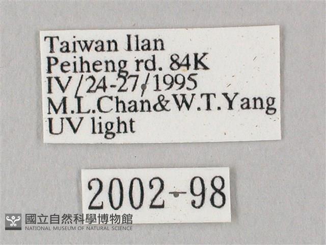 白點天蛾 藏品圖，第3張