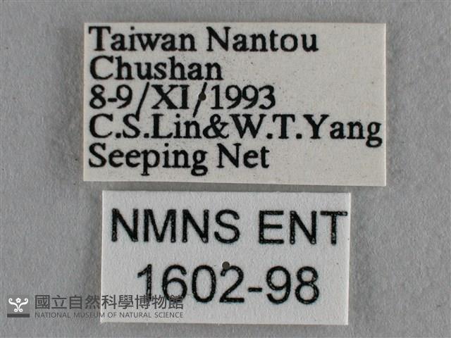 雅波灰蝶藏品圖，第3張