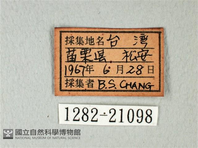 琉璃灰蝶藏品圖，第3張